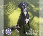 BEAU - Male Labsky Dog for Adoption - Small photo