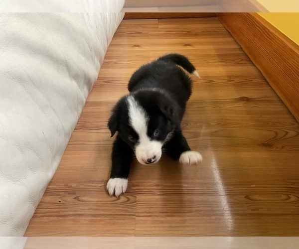 Medium Photo #2 Border Collie Puppy For Sale in KANSAS CITY, MO, USA