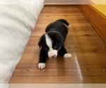Small Photo #27 Border Collie Puppy For Sale in KANSAS CITY, MO, USA