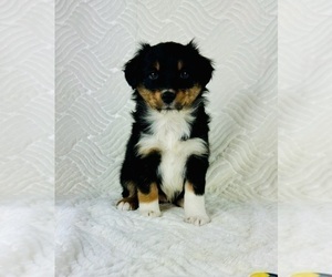 Miniature Bernedoodle Puppy for sale in GREENFIELD, IN, USA