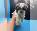 Small Photo #21 Maltipoo-Shih Tzu Mix Puppy For Sale in SAINT AUGUSTINE, FL, USA