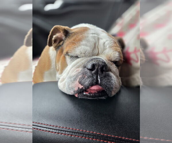 Medium Photo #4 Bulldog Puppy For Sale in Plymouth, MN, USA