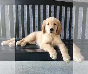 Golden Retriever Puppy for sale in FRANKLIN, IN, USA