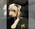 Small Photo #9 American Pit Bull Terrier Puppy For Sale in ELMA, WA, USA