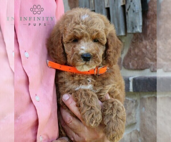 Medium Photo #5 Goldendoodle (Miniature) Puppy For Sale in GORDONVILLE, PA, USA