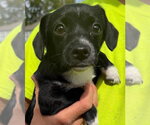 Small Photo #8 Mutt Puppy For Sale in Grafton, WI, USA