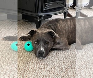 Jasmine - Female Mutt Dog for Adoption - Photo #8