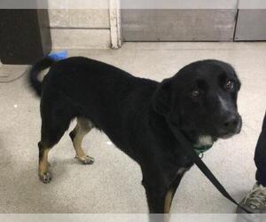 German Shepherd Dog Dogs for adoption in Riverside, CA, USA