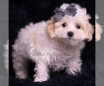 Small Photo #84 Maltipoo (Miniature) Puppy For Sale in WARSAW, IN, USA