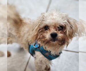 Maltese-Unknown Mix Dogs for adoption in Walnutport, PA, USA