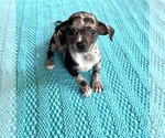 Small Photo #6 Chiweenie Puppy For Sale in SAINT AUGUSTINE, FL, USA