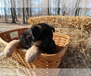 German Shepherd Dog Puppy for sale in SOUTH BEND, IN, USA