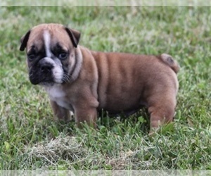 Bulldog Puppy for sale in MARSHFIELD, MO, USA