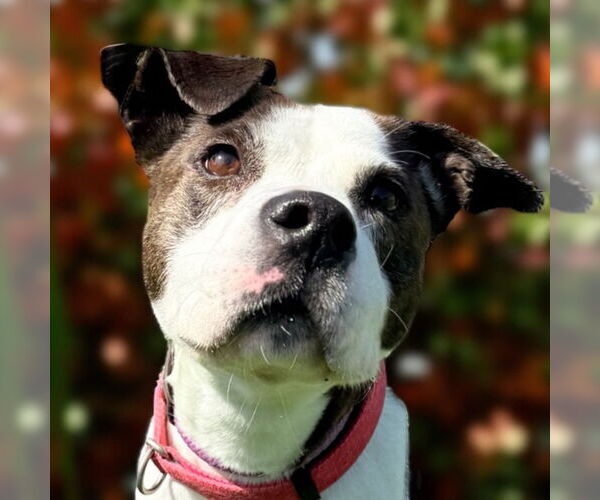 Medium Photo #2 American Pit Bull Terrier-Unknown Mix Puppy For Sale in Glen Allen, VA, USA