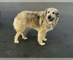 Small Great Pyrenees Mix