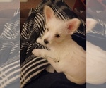 Small Photo #15 West Highland White Terrier Puppy For Sale in HAM LAKE, MN, USA