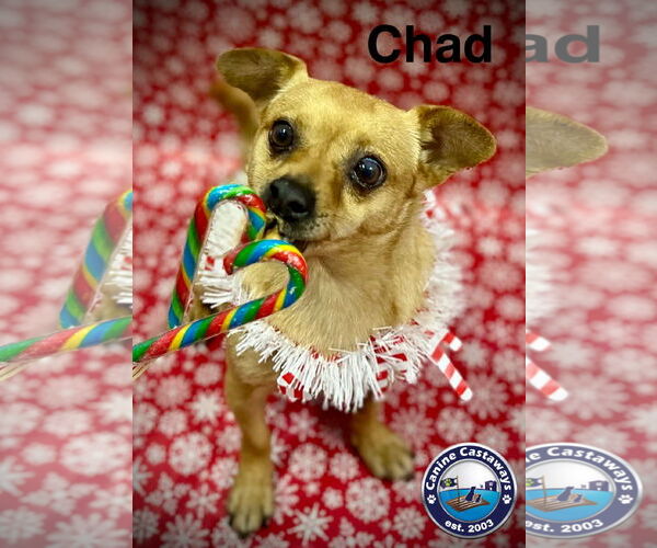 Medium Photo #9 Chihuahua-Unknown Mix Puppy For Sale in Arcadia, FL, USA