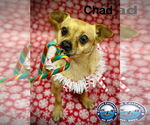 Small #8 Chihuahua Mix