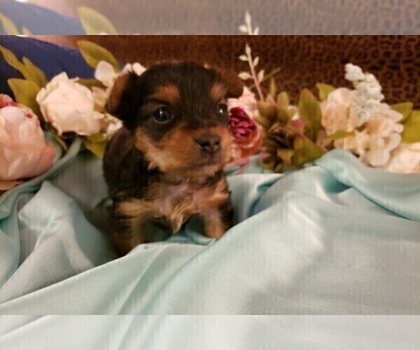 Medium Photo #9 Yorkshire Terrier Puppy For Sale in ARLINGTON, TX, USA