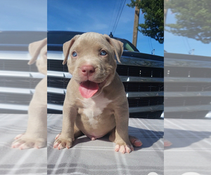 American Bully Puppy for sale in SAINT PETERSBURG, FL, USA