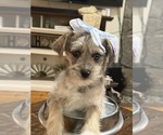 Small #7 Schnoodle (Miniature)