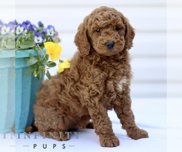 Medium Photo #4 Goldendoodle (Miniature) Puppy For Sale in RONKS, PA, USA