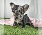 Small #2 French Bulldog