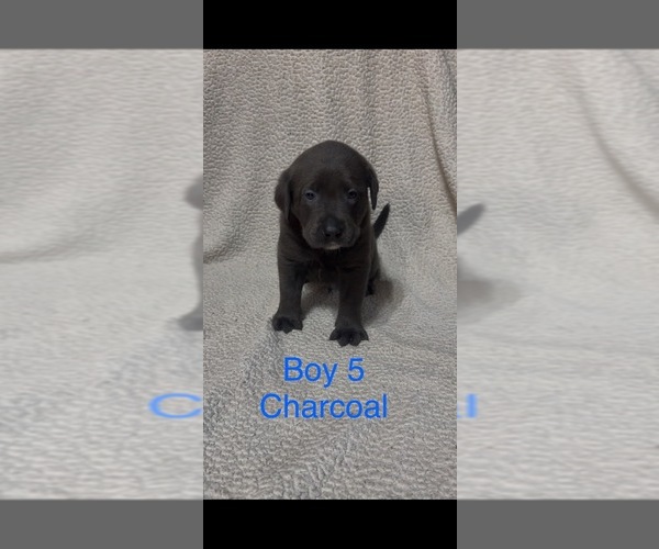 Medium Photo #2 Labrador Retriever Puppy For Sale in INEZ, KY, USA
