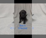 Small #1 Labrador Retriever