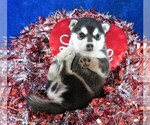 Small Photo #5 Alaskan Klee Kai Puppy For Sale in NORWOOD, MO, USA
