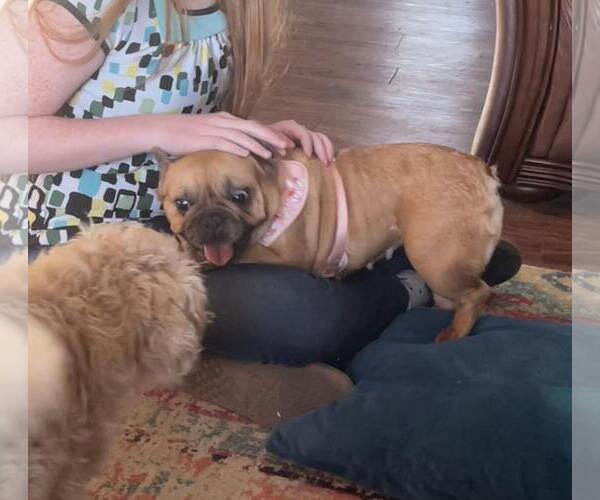 Medium Photo #4 French Bulldog Puppy For Sale in Bandera, TX, USA