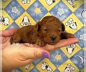 Poodle (Toy) Puppy for sale in WINNSBORO, LA, USA