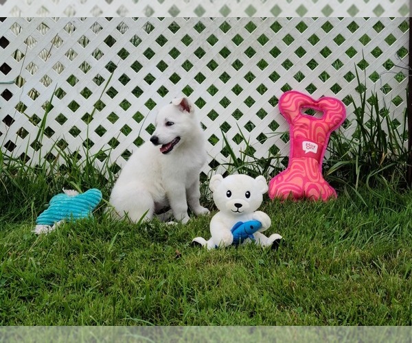 Medium Photo #2 German Shepherd Dog Puppy For Sale in CECILIA, KY, USA