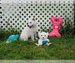 Small #1 German Shepherd Dog
