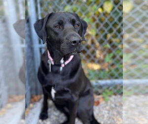 Labrador Retriever-Unknown Mix Dogs for adoption in Germantown, OH, USA