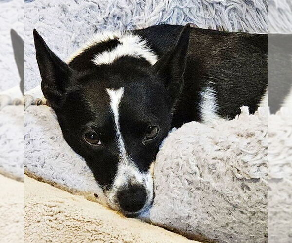 Medium Photo #3 Rat Terrier-Unknown Mix Puppy For Sale in Atlanta, GA, USA