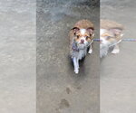 Small #3 Chihuahua