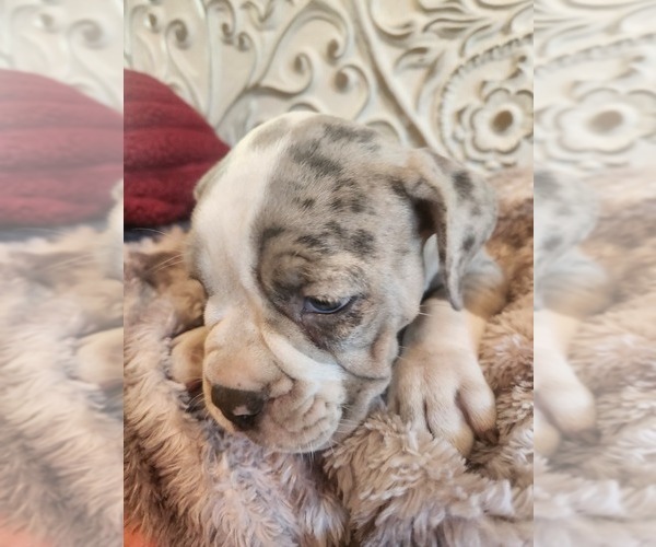 Medium Photo #14 Bulldog Puppy For Sale in FAIRFIELD, IA, USA