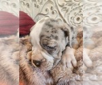 Small Photo #14 Bulldog Puppy For Sale in FAIRFIELD, IA, USA