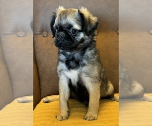Pug Puppy for sale in LOOMIS, CA, USA