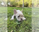 Small #2 French Bulldog