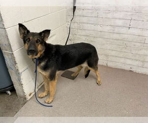 German Shepherd Dog Dogs for adoption in San Bernardino, CA, USA