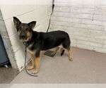 Small German Shepherd Dog