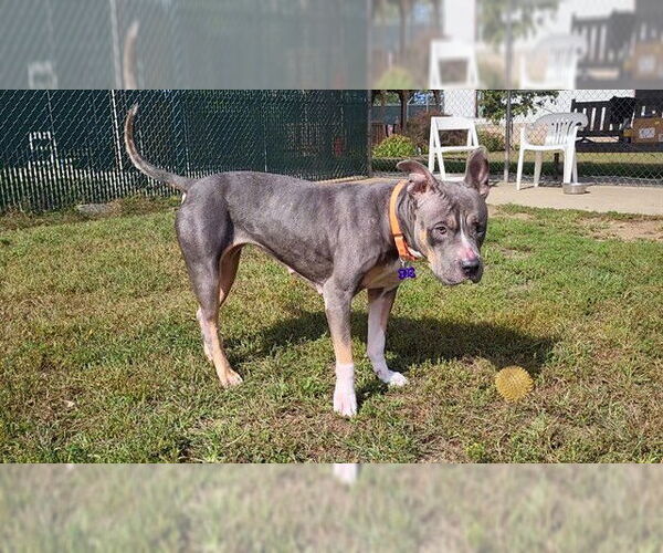 Medium Photo #1 American Pit Bull Terrier Puppy For Sale in Springfield, MA, USA