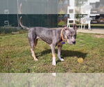 Small American Pit Bull Terrier