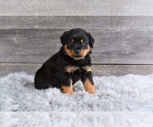 Rottweiler Puppy for sale in MILLERSBURG, OH, USA