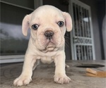 Small #1 French Bulldog