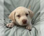 Small #2 Labrador Retriever Mix