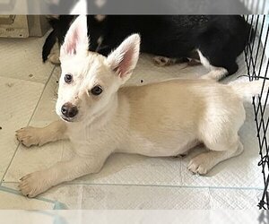 Huskies -Pembroke Welsh Corgi Mix Dogs for adoption in Seattle, WA, USA