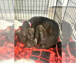 Small #2 American Pit Bull Terrier